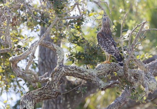 Wildlife Photography - Hawks