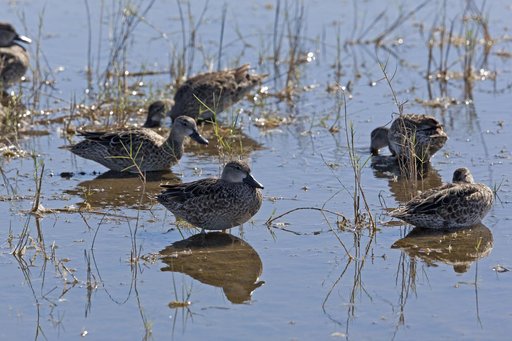 Wildlife Photography - Birds