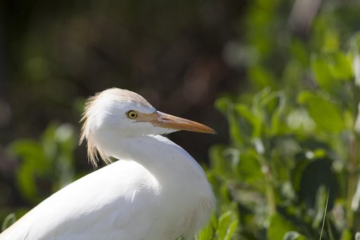 Wildlife Photography - Birds