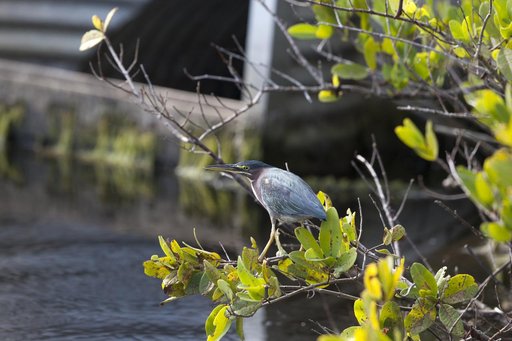 Wildlife Photography - Birds