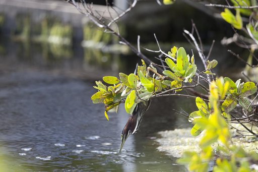 Wildlife Photography - Birds