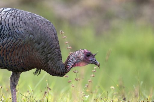 Wildlife Photography - Birds
