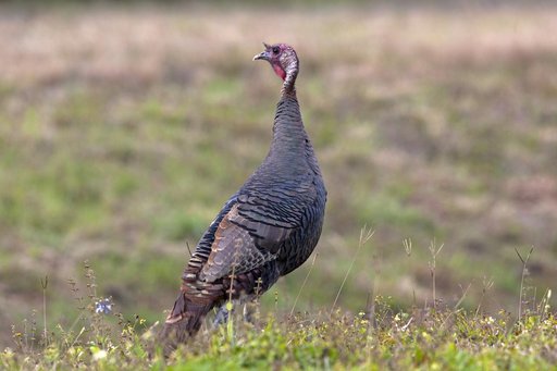Wildlife Photography - Birds