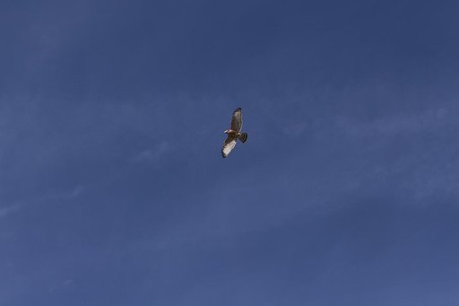 Wildlife Photography - Hawks