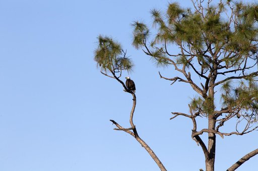 Wildlife Photography - Eagles