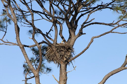 Wildlife Photography - Eagles