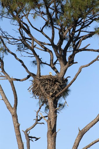 Wildlife Photography - Eagles
