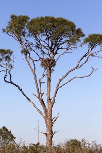 Wildlife Photography - Eagles