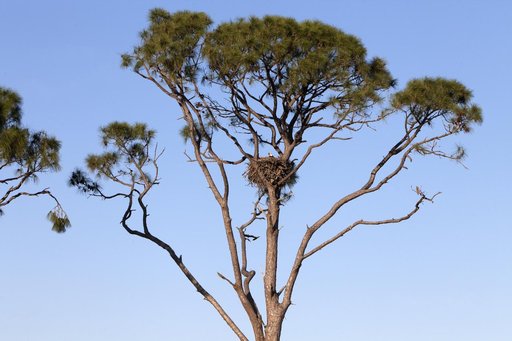 Wildlife Photography - Eagles