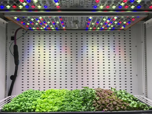 Micogreens Experiment