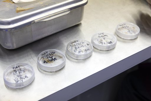 Advanced Plant Habitat (APH) Seed Planting