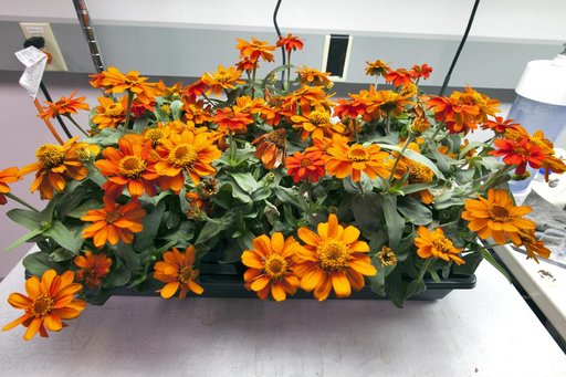 Space Zinnias: Growing Seeds from Space