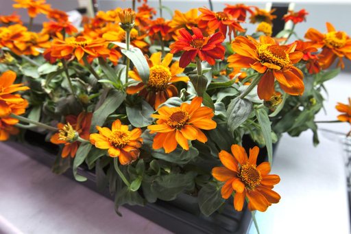 Space Zinnias: Growing Seeds from Space