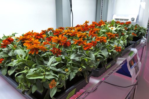 Space Zinnias: Growing Seeds from Space