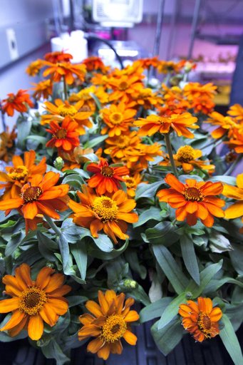 Space Zinnias: Growing Seeds from Space