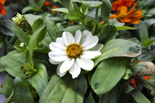 Space Zinnias: Growing Seeds from Space