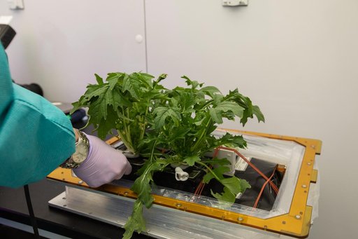 Growing Food in Space Veg-04B Harvest
