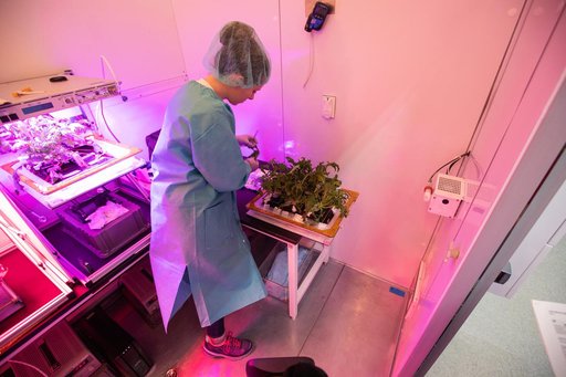 Growing Food in Space Veg-04B Harvest