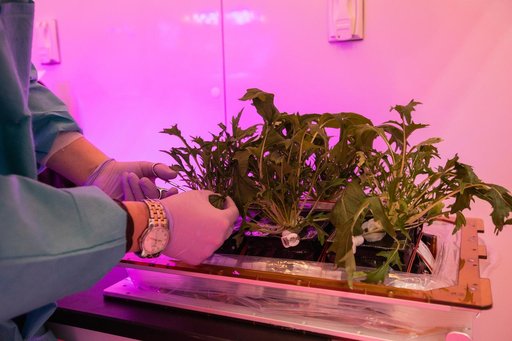 Growing Food in Space Veg-04B Harvest