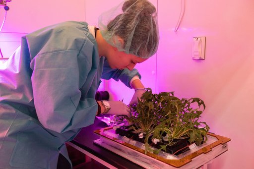 Growing Food in Space Veg-04B Harvest