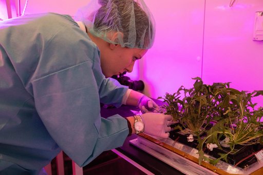 Growing Food in Space Veg-04B Harvest