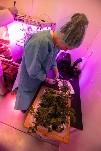 Growing Food in Space Veg-04B Harvest