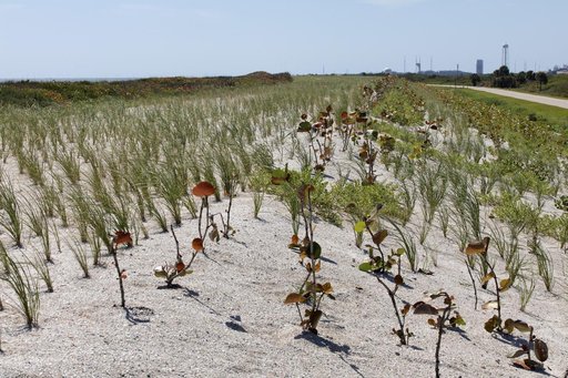 Shoreline Restoration Project