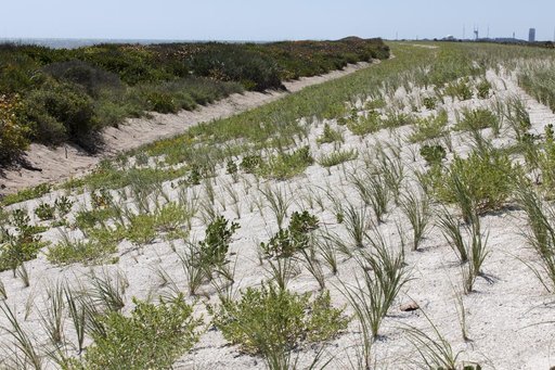 Shoreline Restoration Project