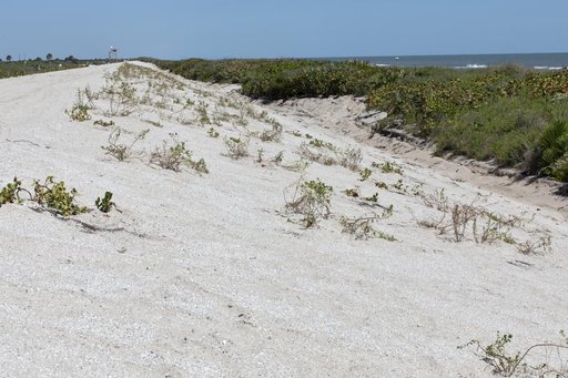 Shoreline Restoration Project