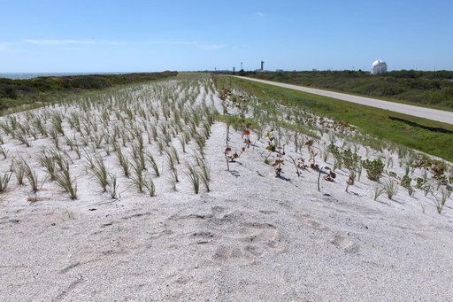 Shoreline Restoration Project