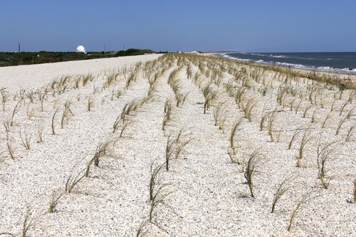 Shoreline Restoration Project