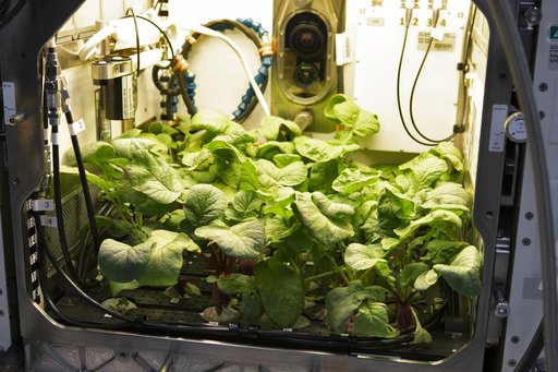 Advanced Plant Habitat (APH) Radish Harvest for PH-02