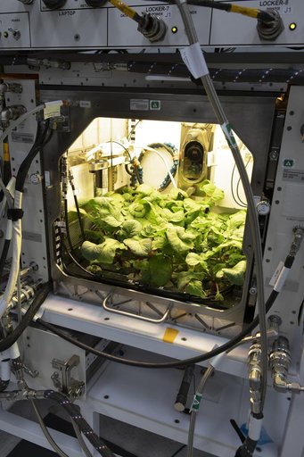 Advanced Plant Habitat (APH) Radish Harvest for PH-02