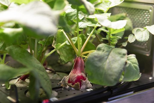 Advanced Plant Habitat (APH) Radish Harvest for PH-02