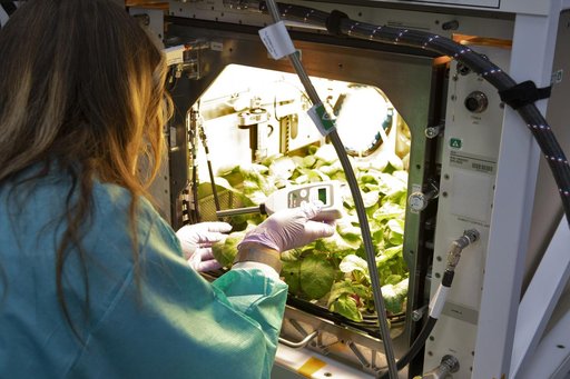 Advanced Plant Habitat (APH) Radish Harvest for PH-02