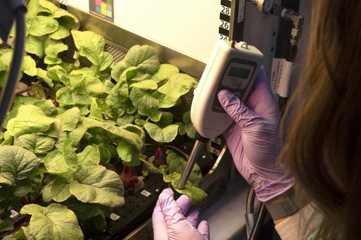 Advanced Plant Habitat (APH) Radish Harvest for PH-02