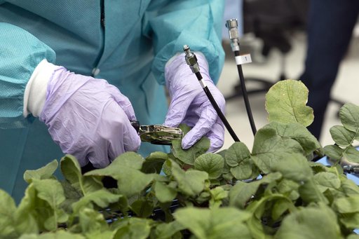 Advanced Plant Habitat (APH) Radish Harvest for PH-02