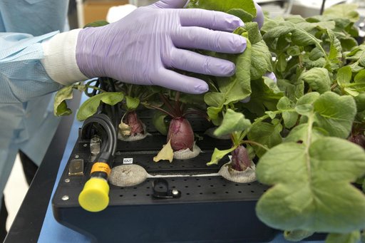 Advanced Plant Habitat (APH) Radish Harvest for PH-02