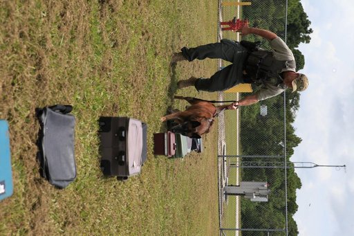 KSC Protectice Services - Working Dogs