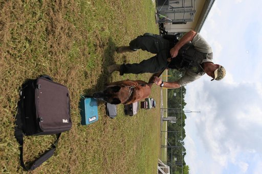 KSC Protectice Services - Working Dogs