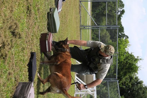 KSC Protectice Services - Working Dogs
