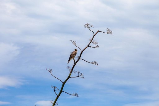 Creative Photography - Wildlife