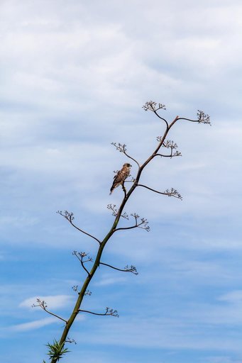 Creative Photography - Wildlife