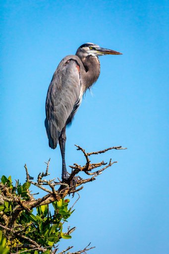 Creative Photography - Wildlife - Birds
