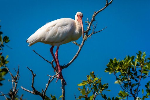 Creative Photography - Wildlife - Birds