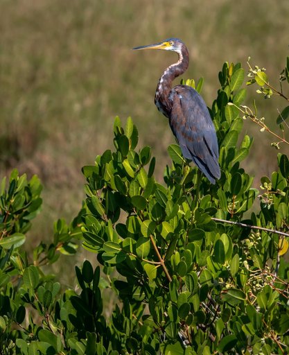 Creative Photography - Wildlife - Birds