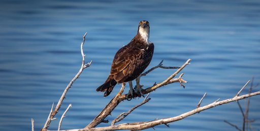 Creative Photography - Wildlife - Birds