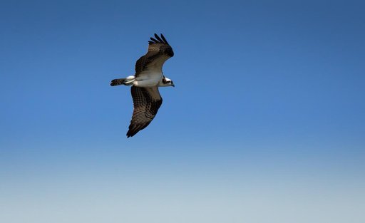 Creative Photography - Wildlife - Birds