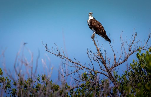 Creative Photography - Wildlife - Birds
