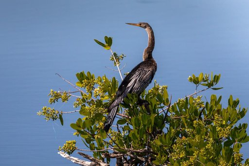 Creative Photography - Wildlife - Birds
